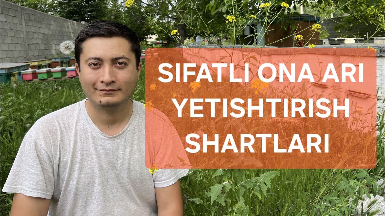 Sifatli  ona ari yetishtirish shartlari