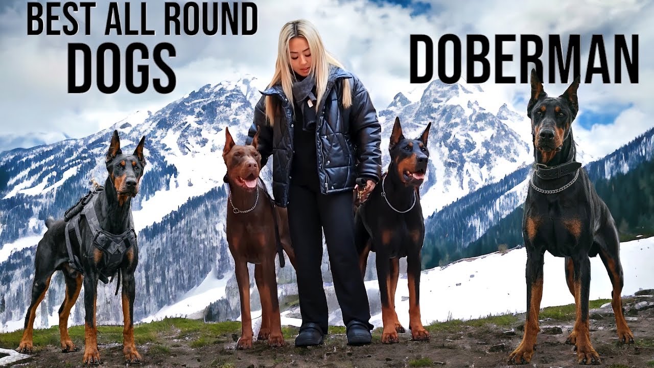 The Biggest Doberman Pinscher Trainer In Europe🤯