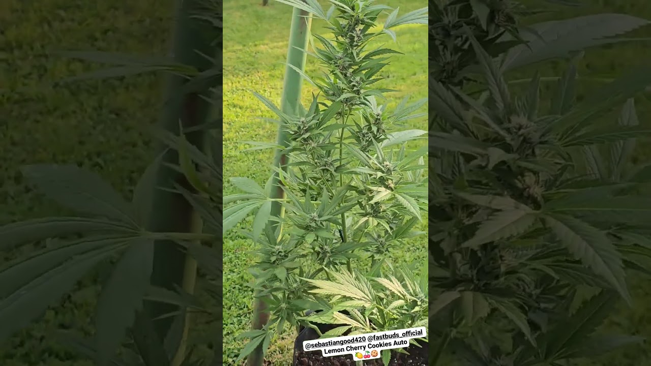LEMON CHERRY COOKIES AUTO&trade; New Strains | Fast Buds | Indica by mojito sb