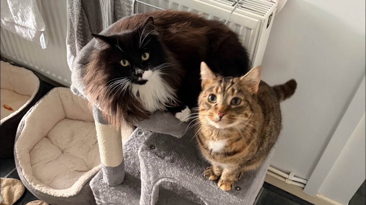 How to Keep Four Cats happy  - 🐈🐈🐈🐈
