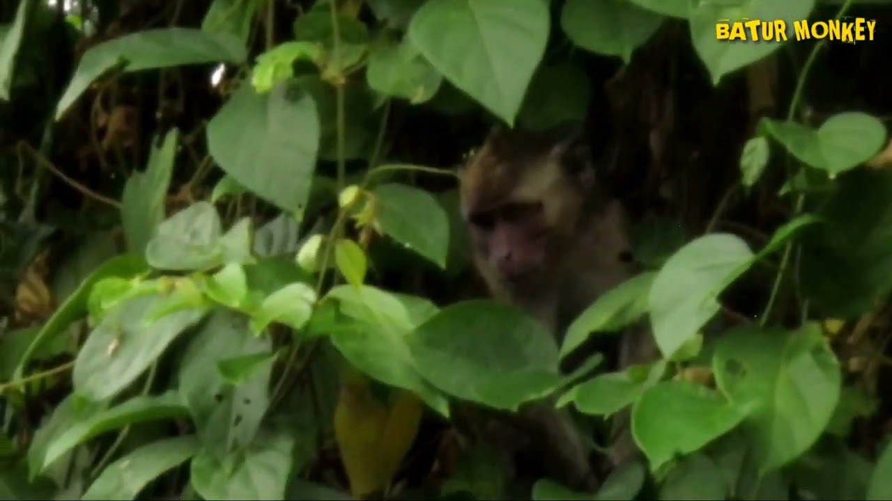 Baby monkeys playing hide and seek in the shade of the trees 