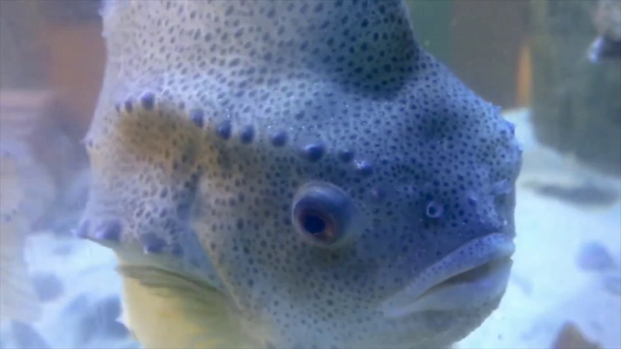 Lumpfish vs. Sea Lice: Cleanerfish to the rescue!