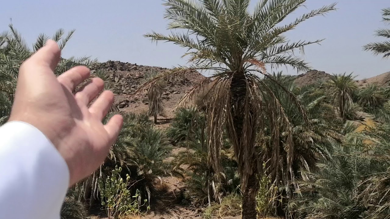 منطقة (تيدد) العجيبة الرائعة بالقرب من المدينة المنورة قال فيها النبي ﷺ لا أسهلت تيدد