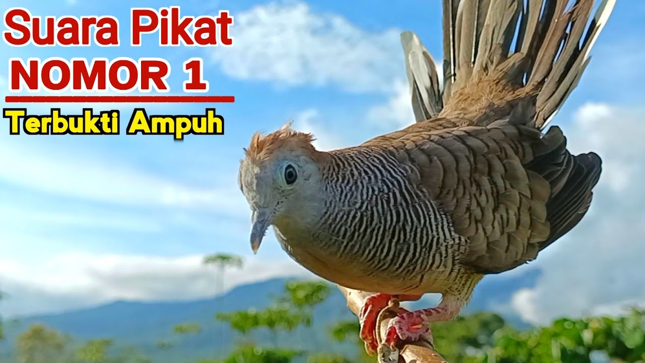 Perkutut Pikat Gacor TOP NOMOR 1 Untuk Pancingan Emosi Supaya Bunyi