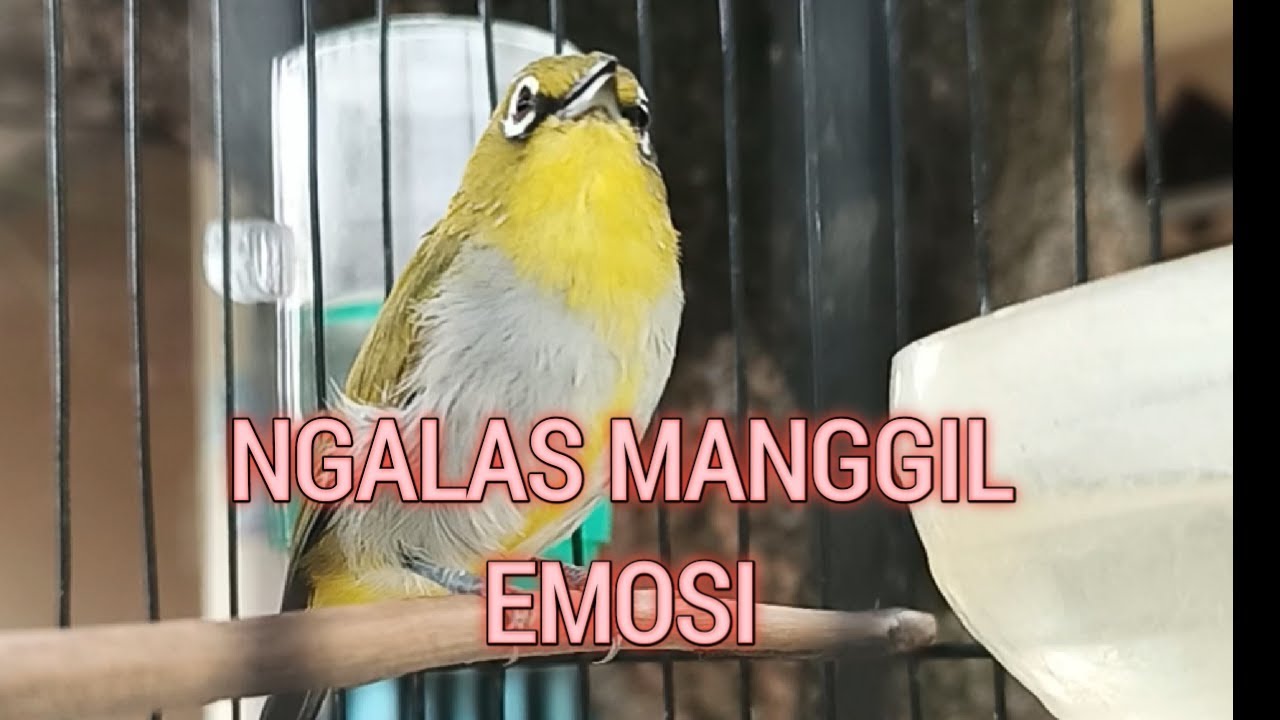 Pleci Ngalas Emosi Naik ⚡ Live Training Biar Cepat Gacor