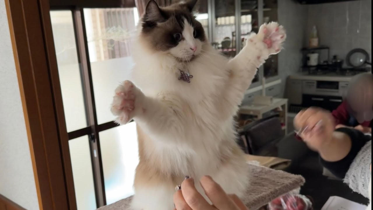 キャットタワーの組み立てを邪魔するイタズラ猫