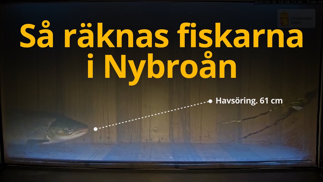 Så räknas fiskarna i Nybroån
