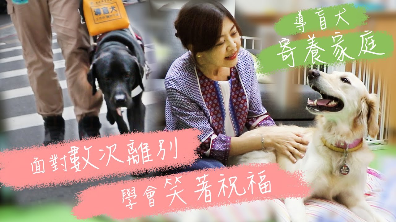 【導盲犬寄養家庭故事】數次離別中學會笑著祝福　導盲犬的生命第一站｜酢漿草的超能力