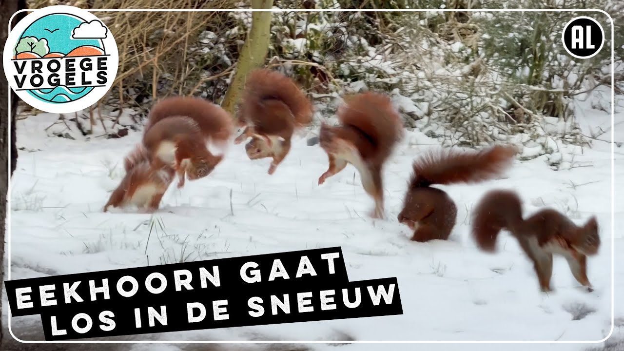 Eekhoorn maakt salto's in de sneeuw | Zelf Geschoten | Vroege Vogels