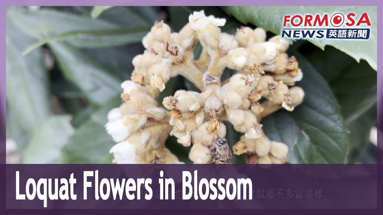 Loquat farmers hard at work pruning buds to help flowers bloom healthily