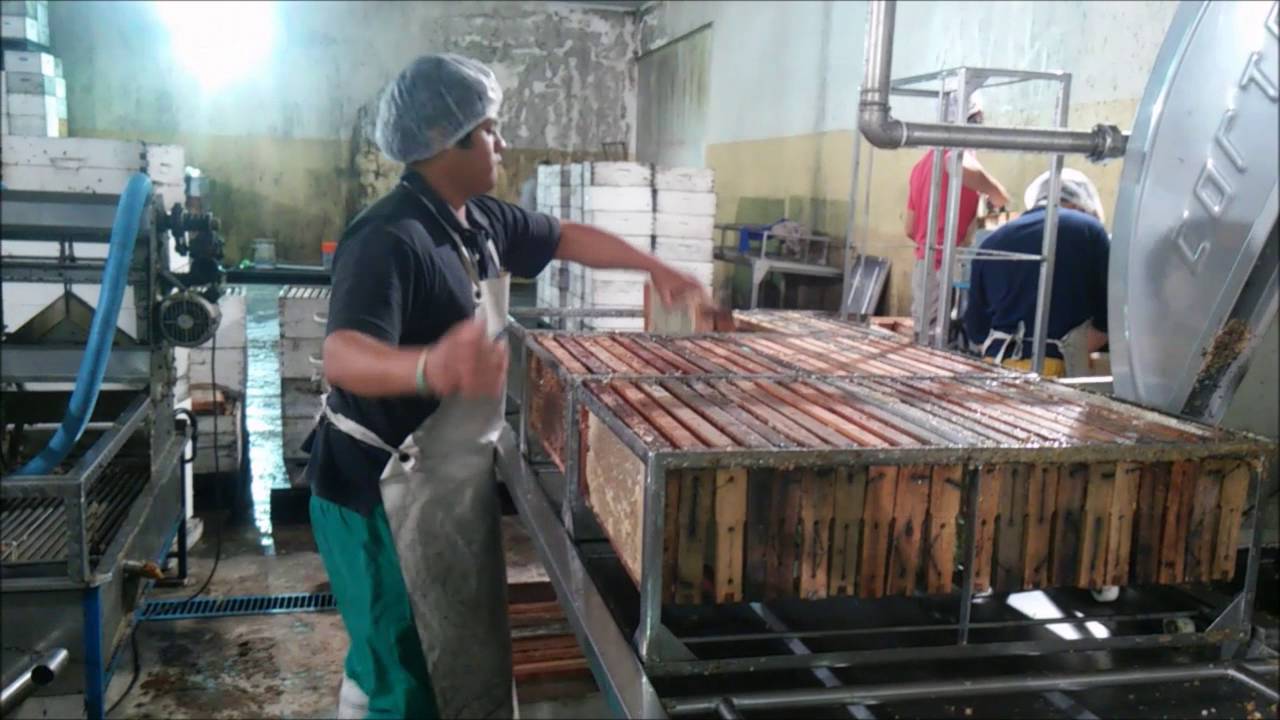PROCESO PRODUCTIVO DE LA MIEL