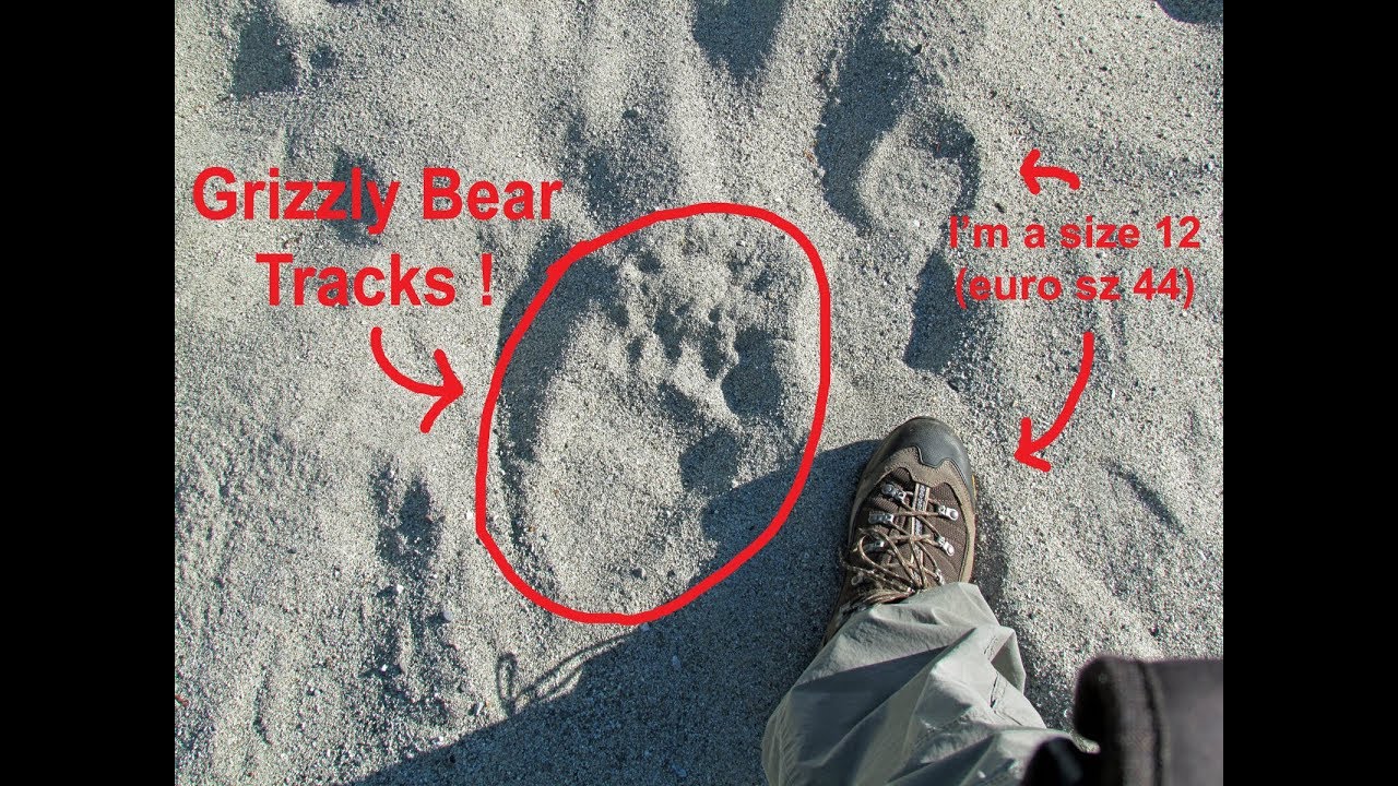 Squamish Valley / Ashlu River area (Grizzly tracks, Elk tracks, etc.)