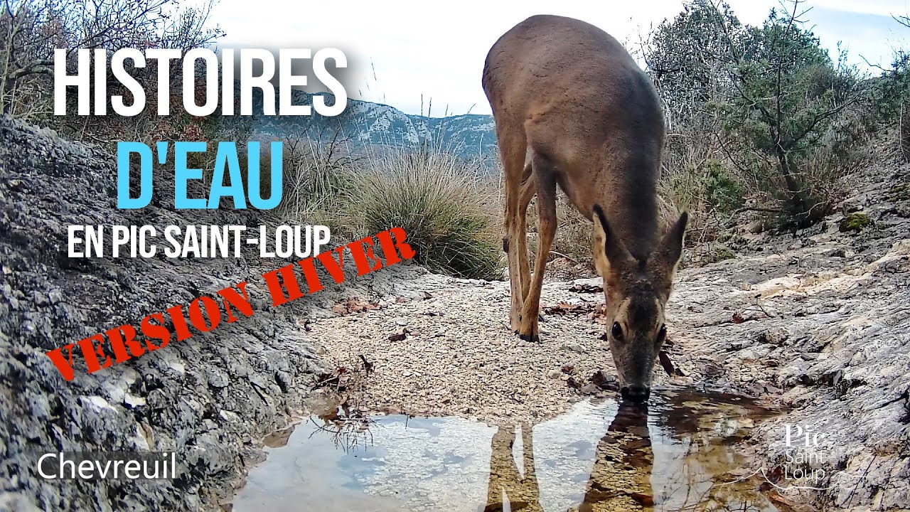 Le point d'eau en hiver