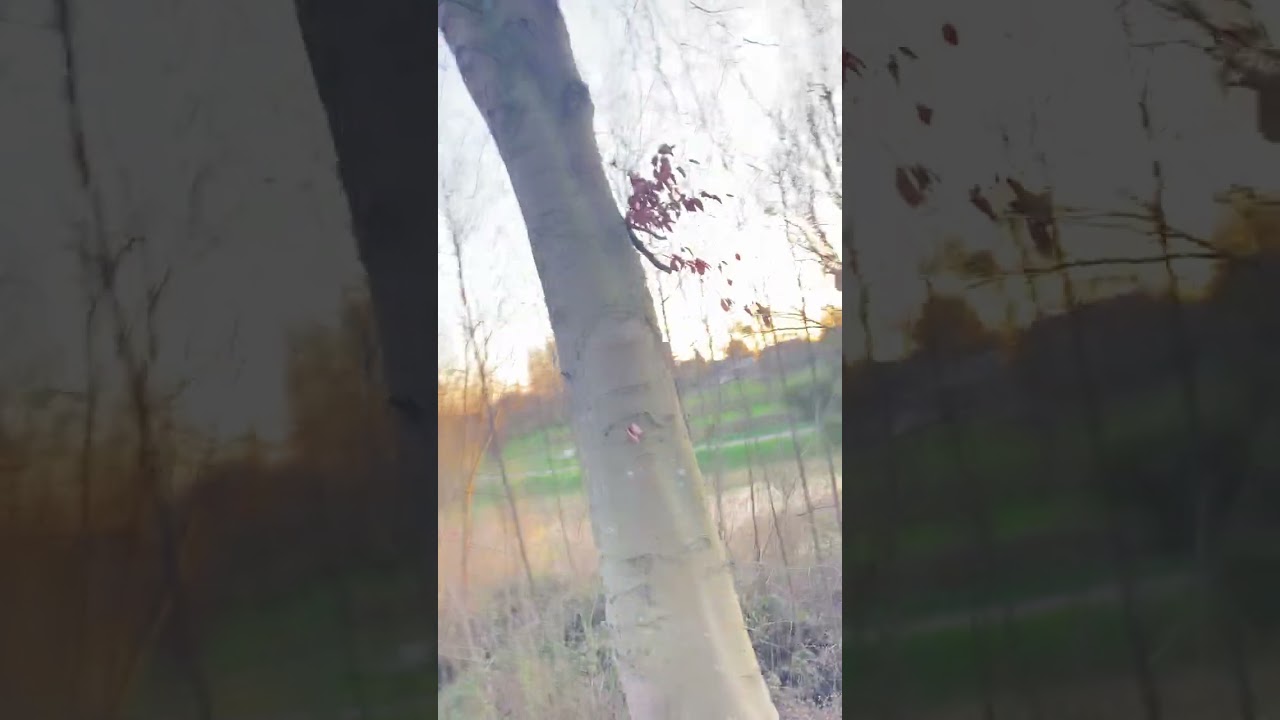 Attack by electric wave IMG 9295 2026, 3, 19