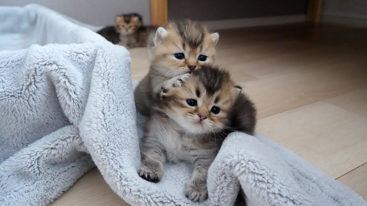 All four of the kittens' siblings are getting out of the birthing box!