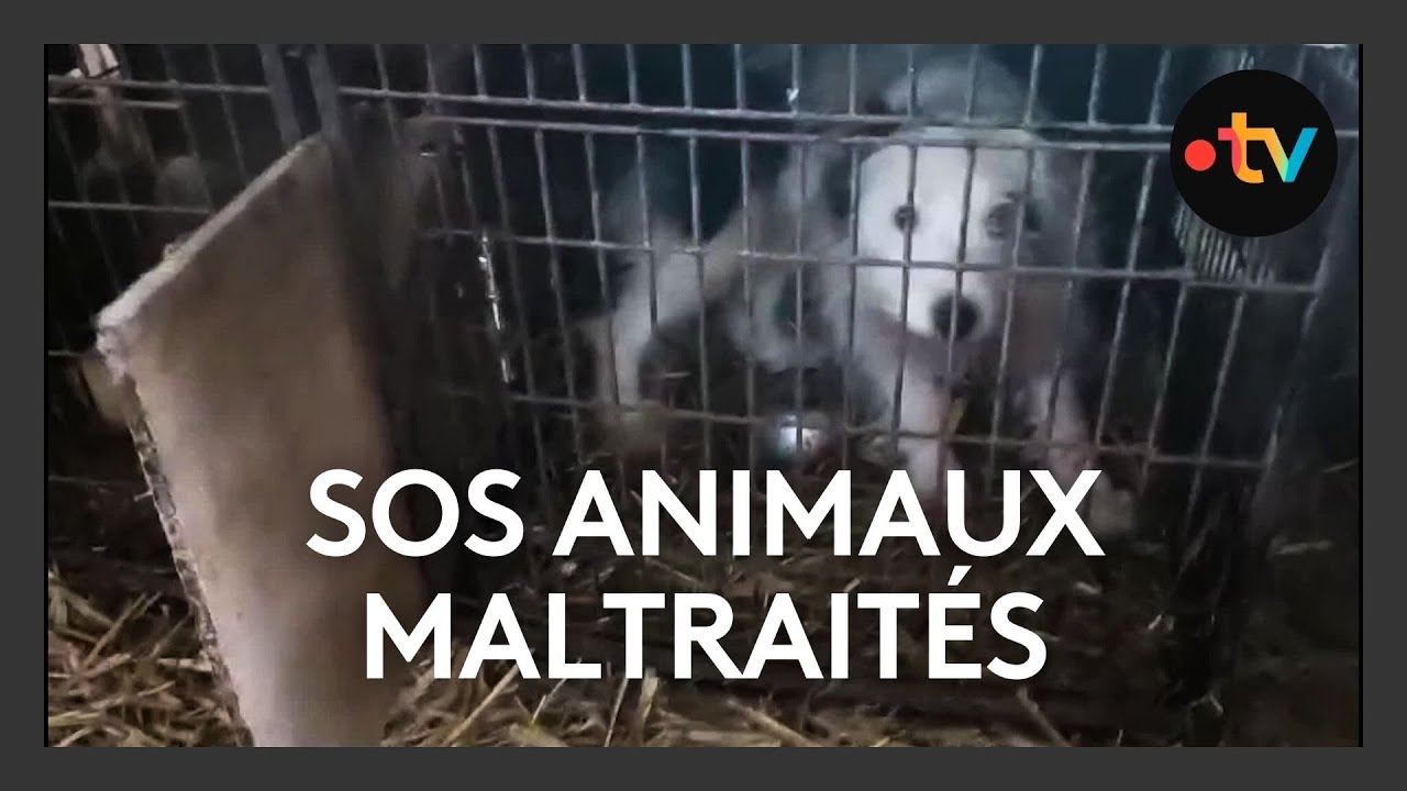 Des dizaines d'animaux retrouvés chez une habitante recherchent un nouveau foyer