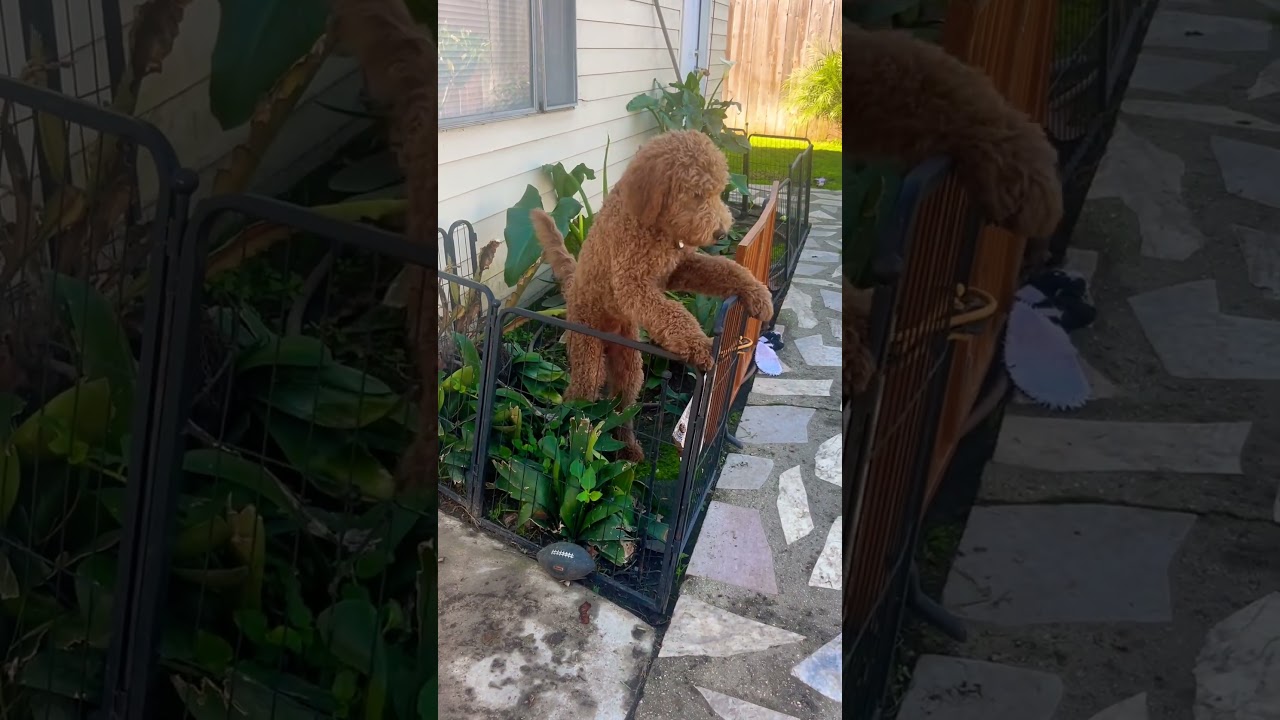 Busted in the Hood: Billy’s Plant Raid Interrupted! 