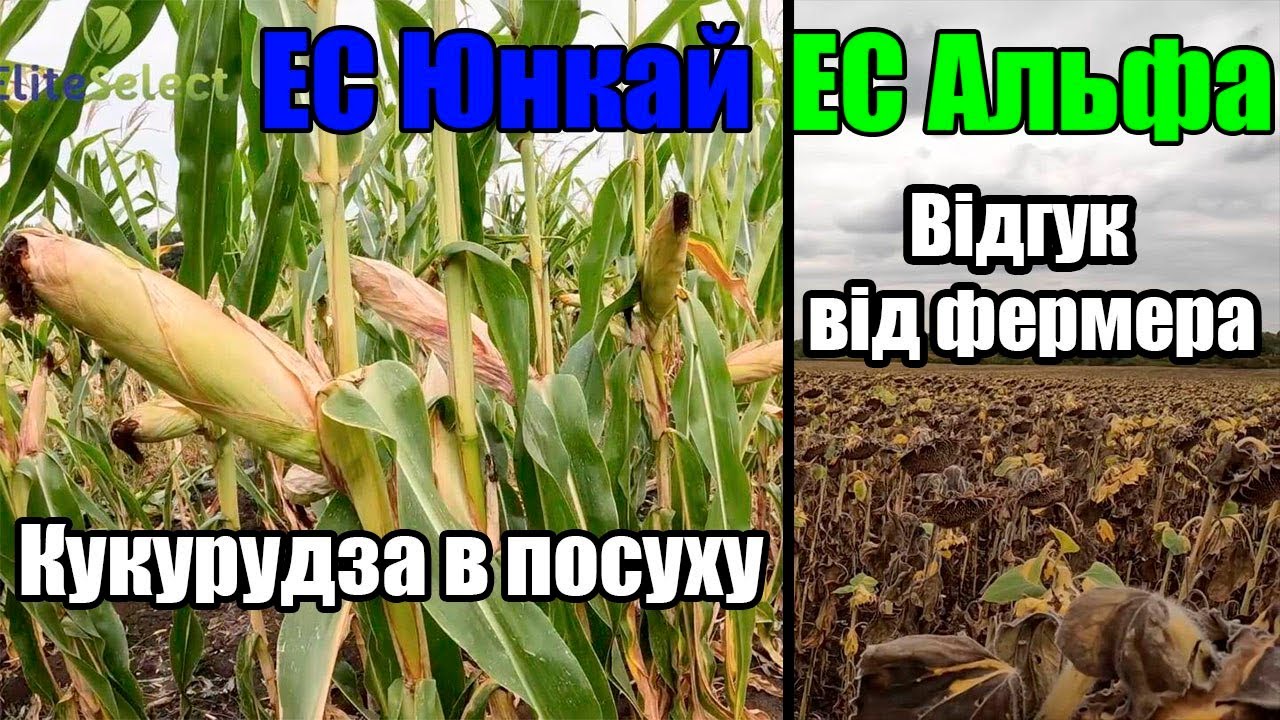 Кукурудза ЕС Юнкай в посуху Та Соняшник ЕС Альфа Відгук від Фермера