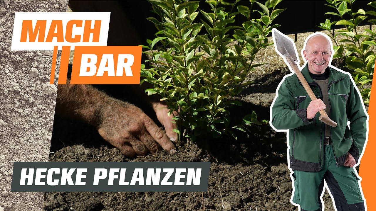Hecke pflanzen | OBI