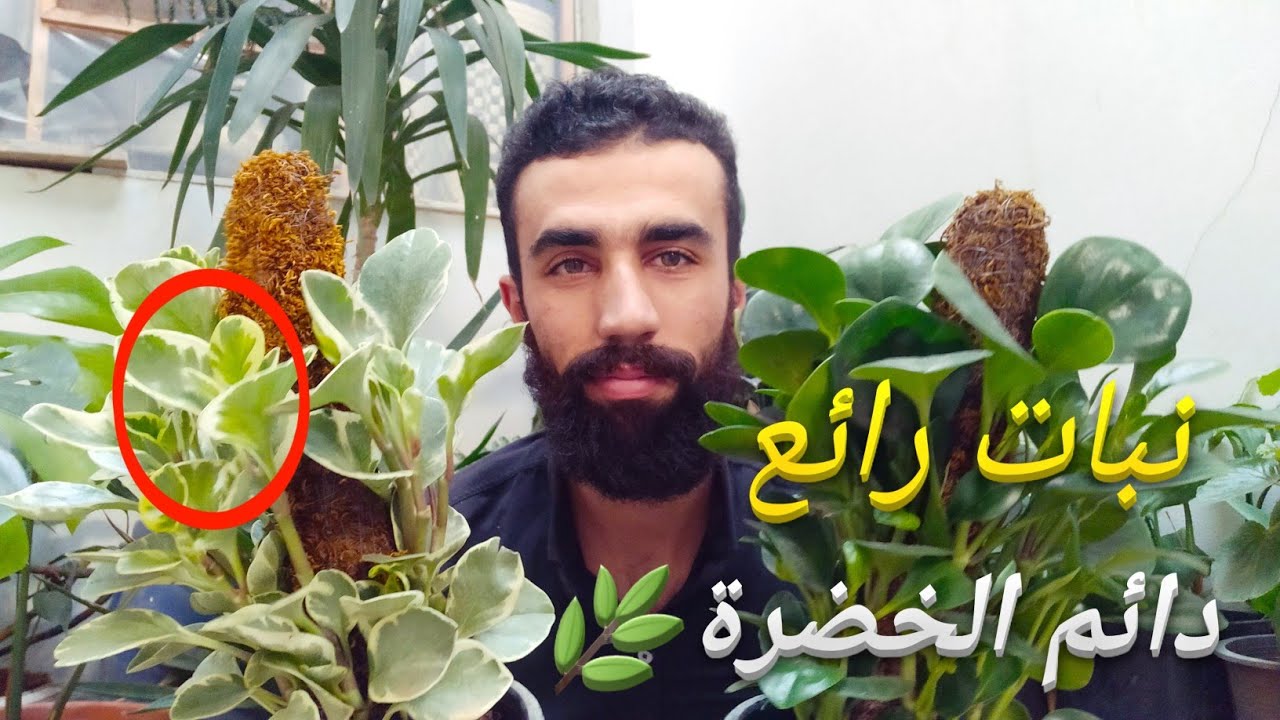 زراعة نبات الببروميا في المنزل