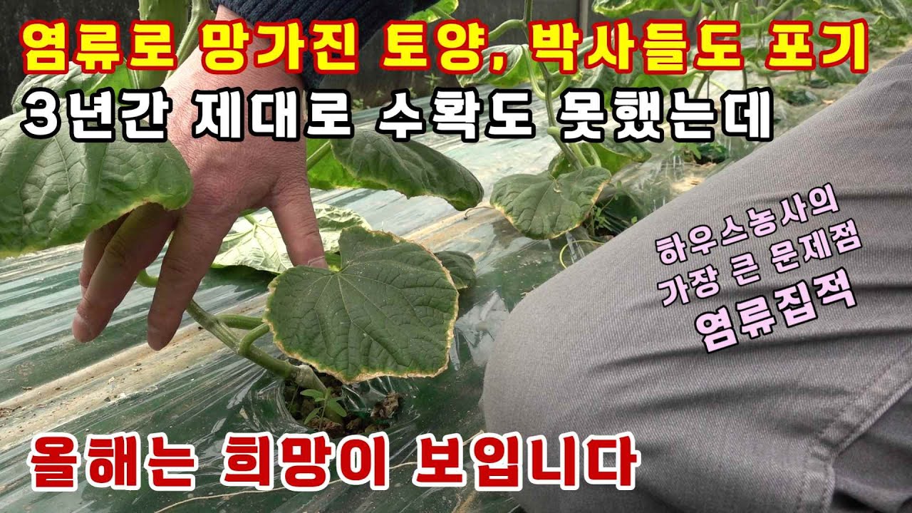 하우스농사의 큰 문제인 염류집적, 당장 식물이 잘 자라지 못한다면? (오이 재배)