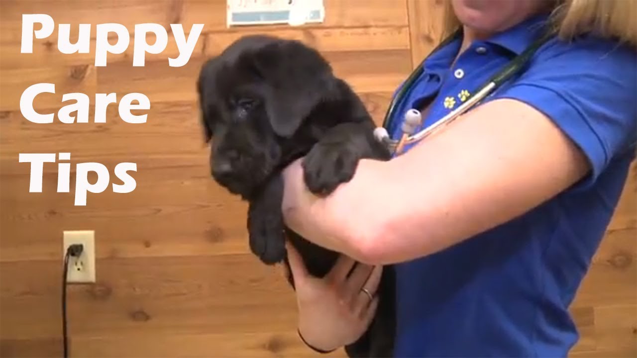 Care tips for your Labrador Retriever Puppy!