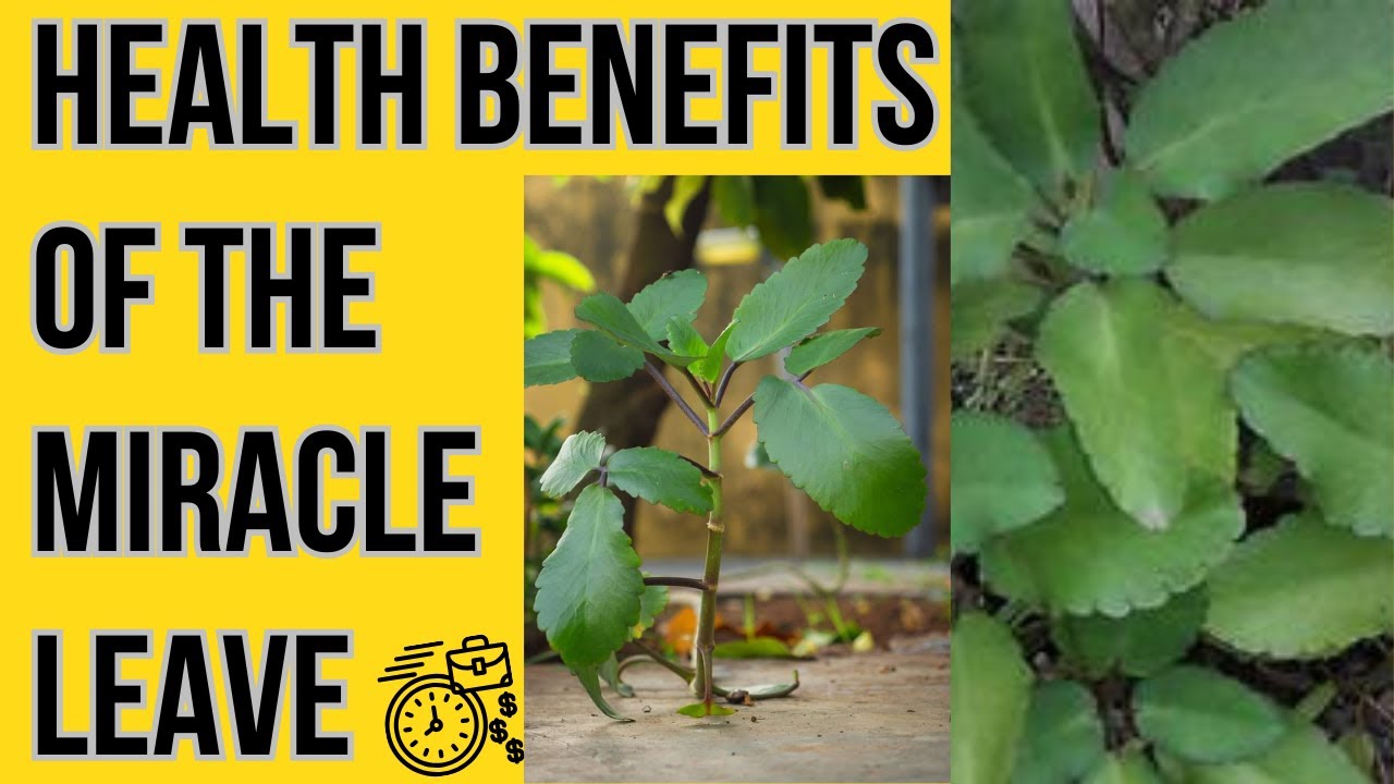 HEALTH BENEFITS OF THE MIRACLE LEAVE (BRYOPHYLLUM PINNATUM)
