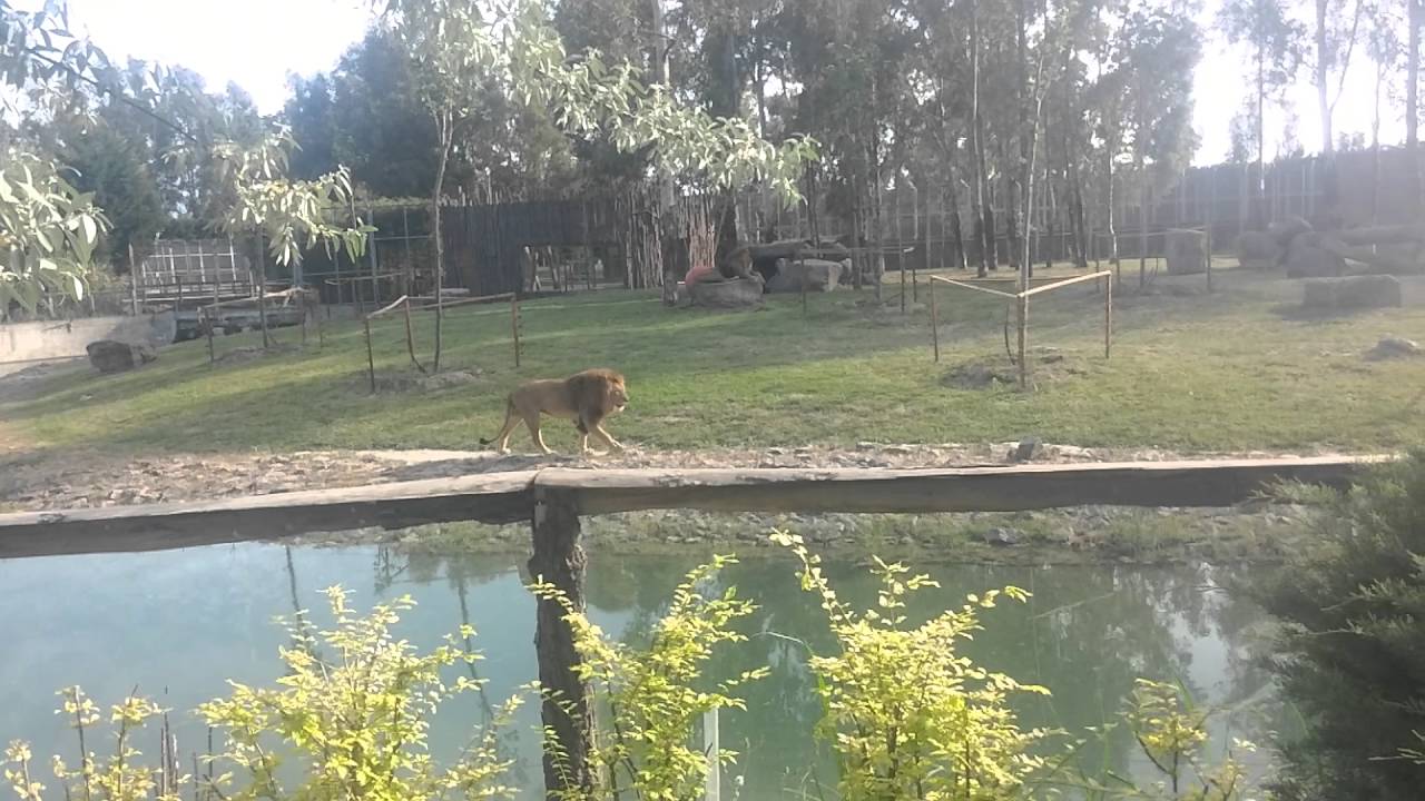 Aslan izmir sasalı