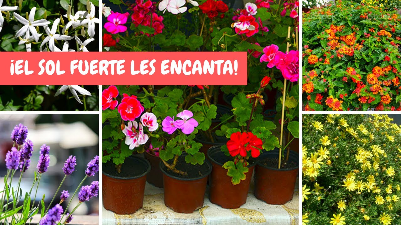 ¡5 HERMOSAS flores RESISTENTES al SOL DIRECTO! / ¡Soportan CALOR en EXCESO!
