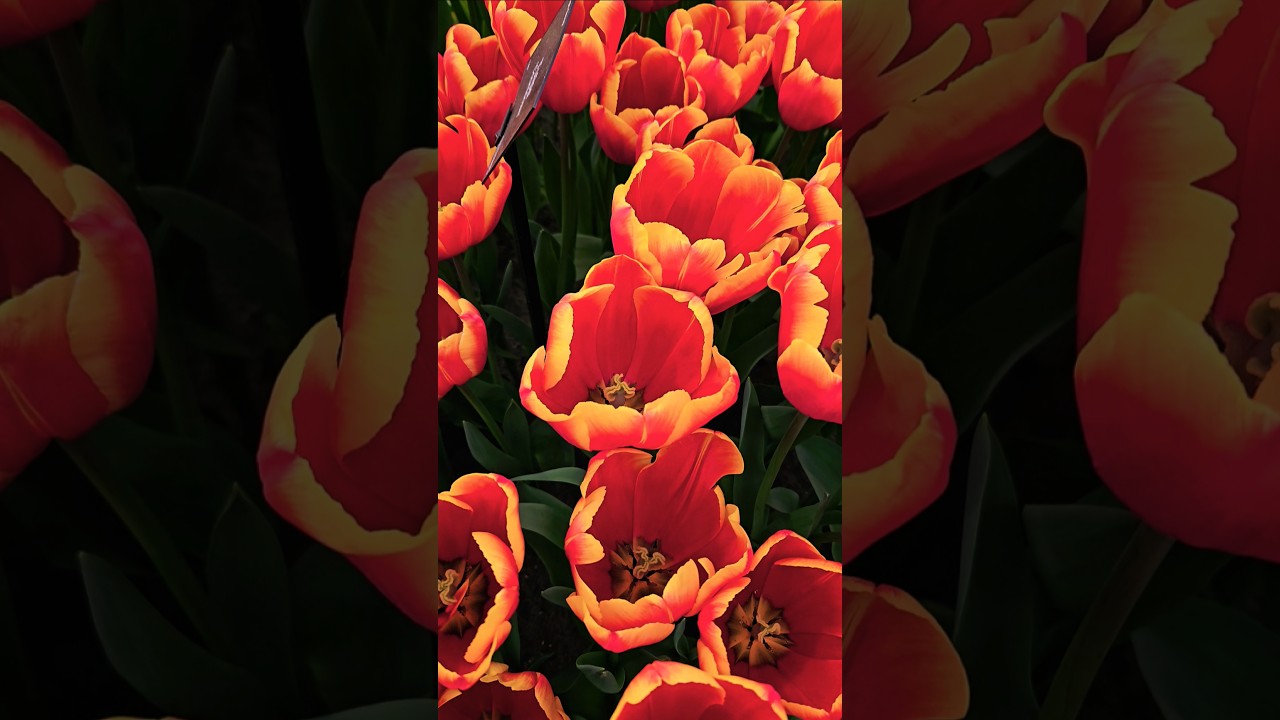 Spring Explosion of Colors 🌷 | Tulips at Keukenhof Gardens