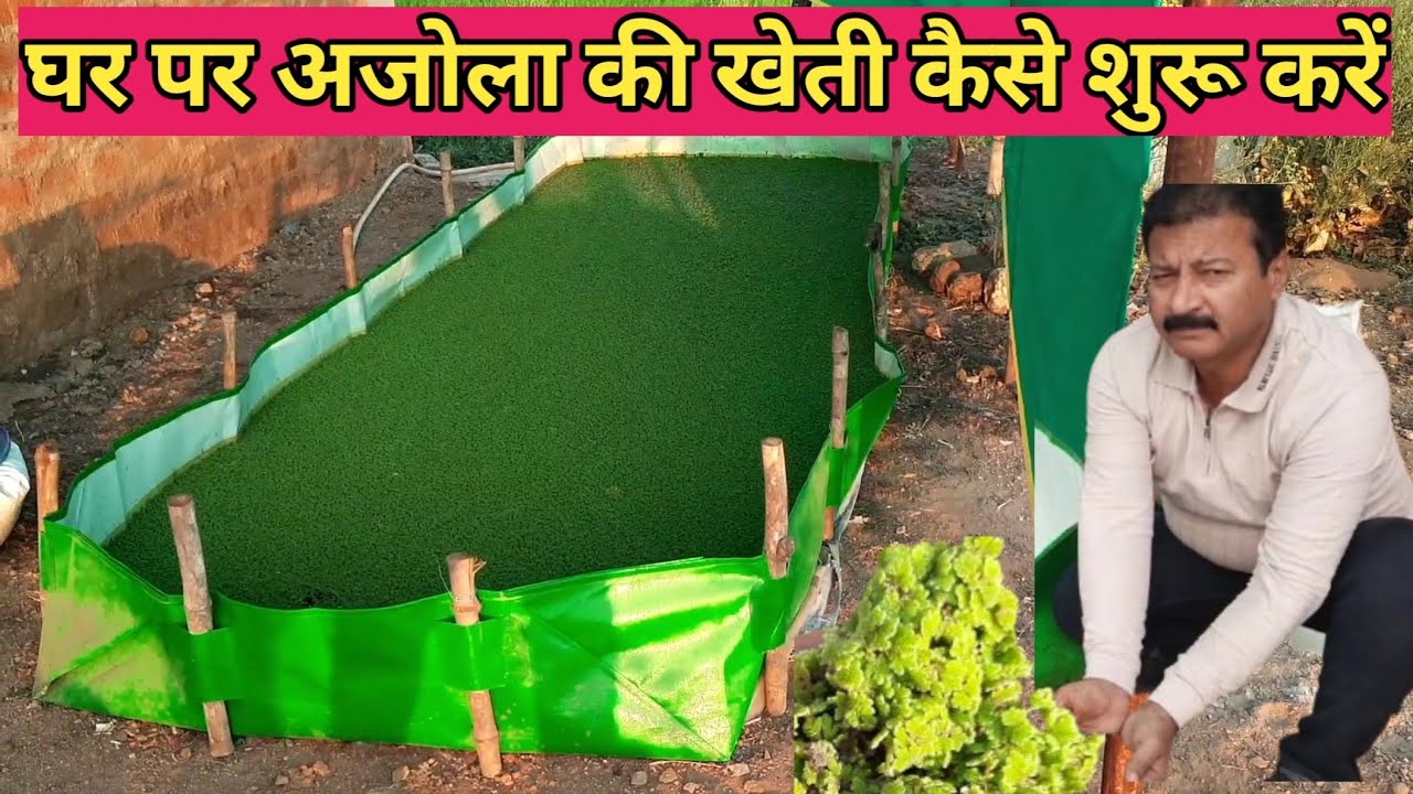 घर पर अजोला की खेती कैसे शुरू करें | Azolla kaise ugaye | Azolla farming in India 