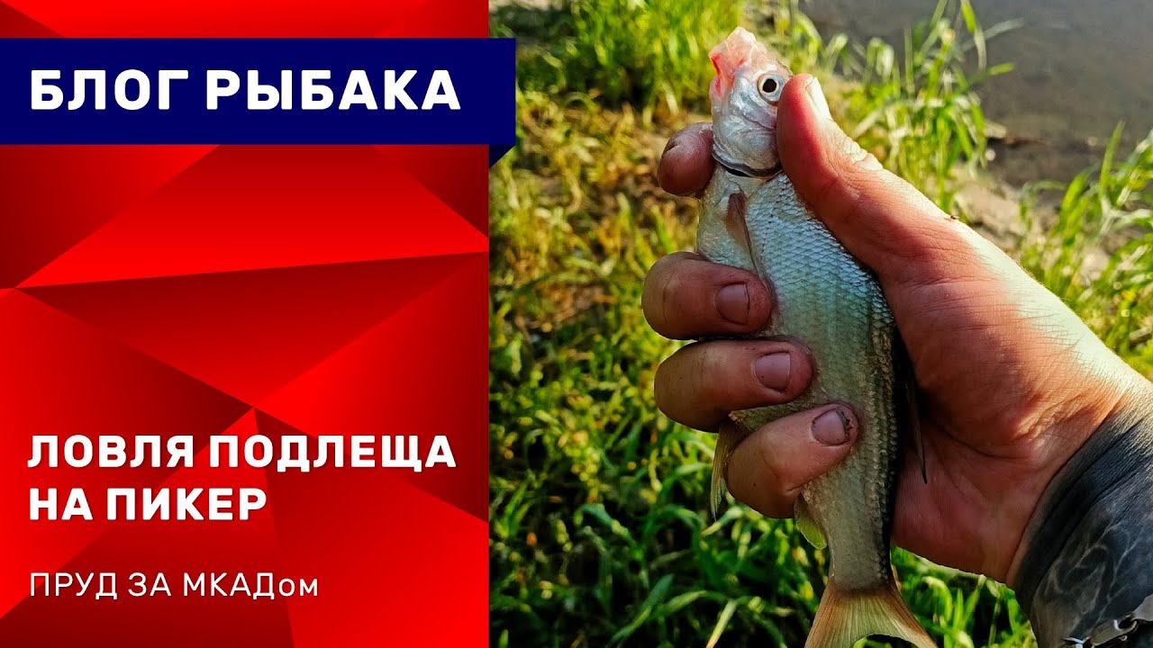 Ловлля подлеща на пикер в подмосковье l Рыбалка с сыном l Фидерная рыбалка