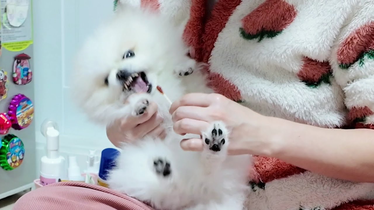 강아지 발 잡은 언니의 최후