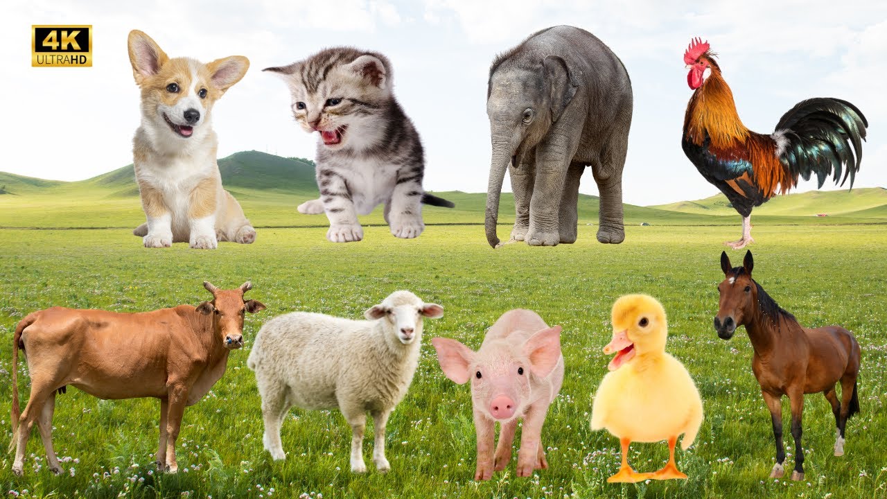 🐾 Khoảnh Khắc Đ&aacute;ng Y&ecirc;u Của Động Vật 🐑🐓🐈 Ch&oacute;, M&egrave;o, G&agrave;, Voi, B&ograve;, Cừu V&agrave; Những &Acirc;m Thanh Dễ Thương!