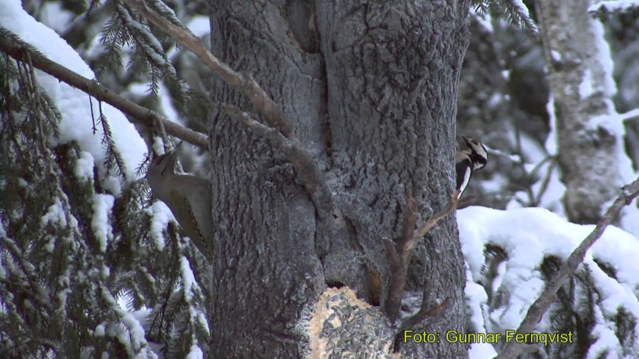 GR&Aring;SPETT  Grey-headed Woodpecker  (Picus canus)  Klipp - 170
