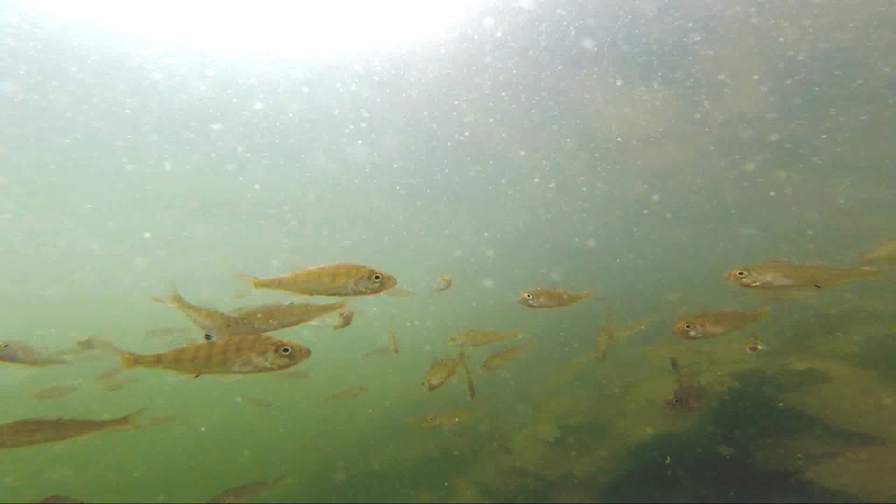 Wuppertalsperre - Fische
