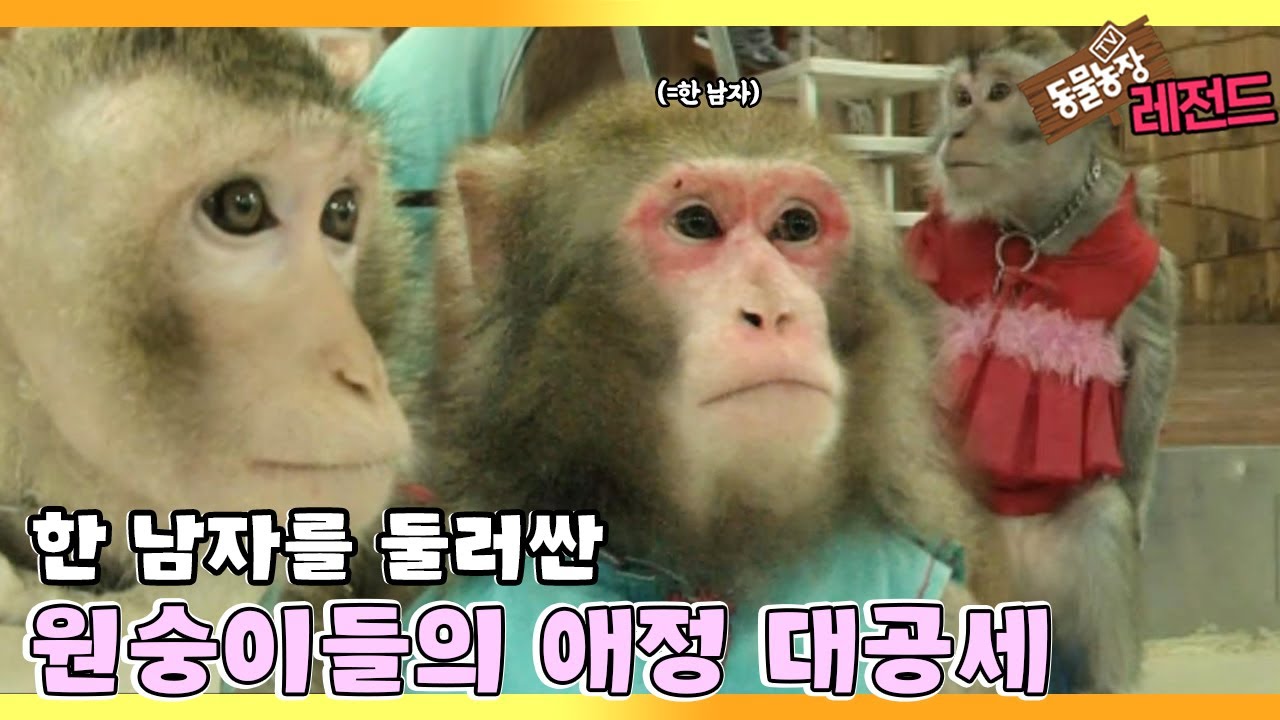 [TV 동물농장 레전드] ‘한 남자를 둘러싼 원숭이들의 사랑과 전쟁’ 풀버전 다시보기 I TV동물농장 (Animal Farm) | SBS Story
