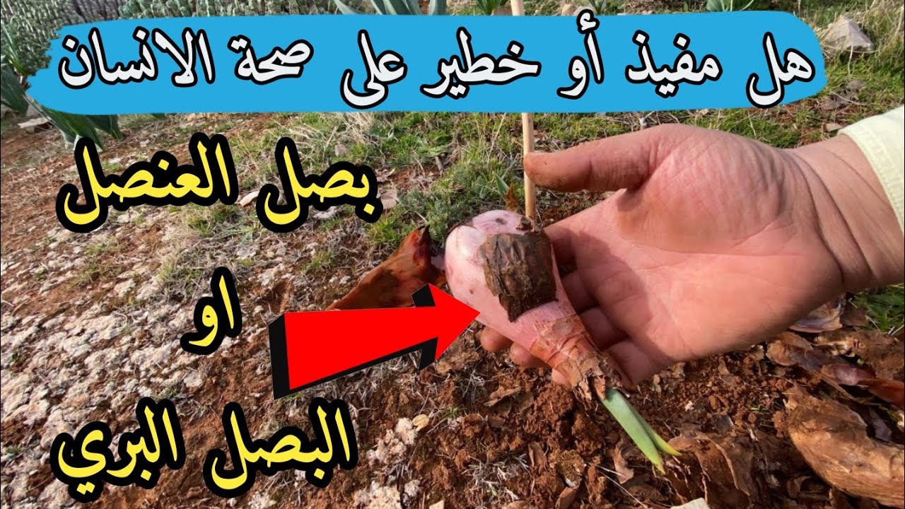 #بصل#العنصل#البصل#البري فوائد بصل العنصل او العنصلة او البصل البري على صحة الإنسان و طريقة التحضير