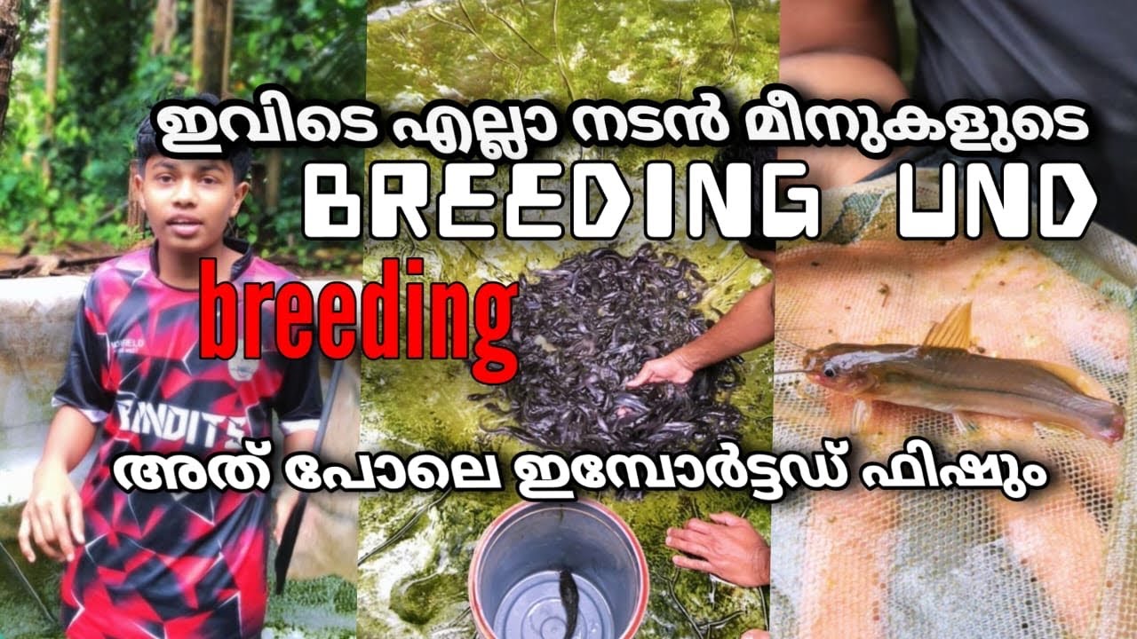 1000 മുഷി കിടക്കുന്ന ടാങ്ക് ക്ളീൻ ആക്കി 🥵#youtube #fish #catfish #shorts #viral #viralvideos #vlog 