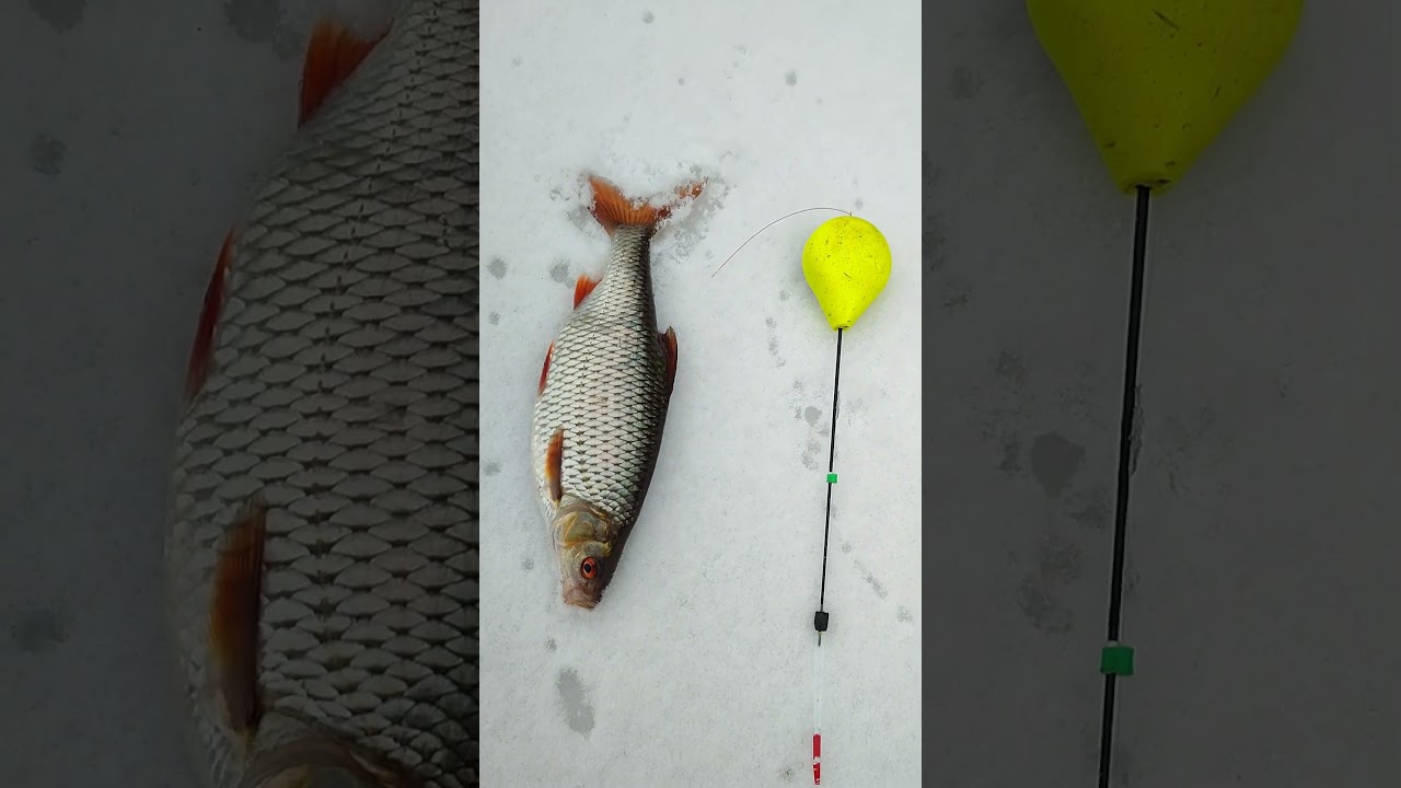 Grube Płocie spod lodu 🕳️🐠 #wędkarskawiedza #ryby #icefishing #wędkarstwopodlodowe #płoć