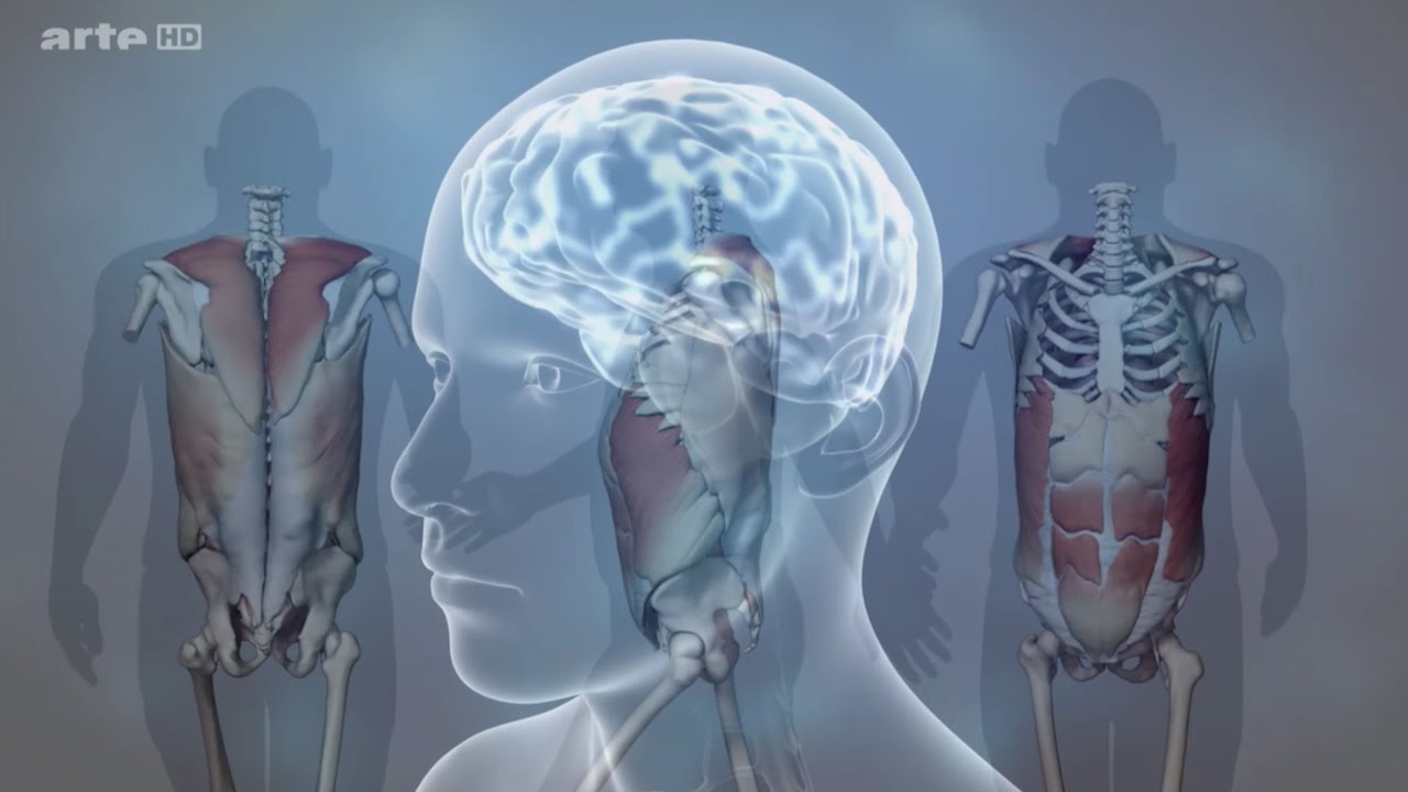 Xenius : L&rsquo;&eacute;nigme du cerveau humain