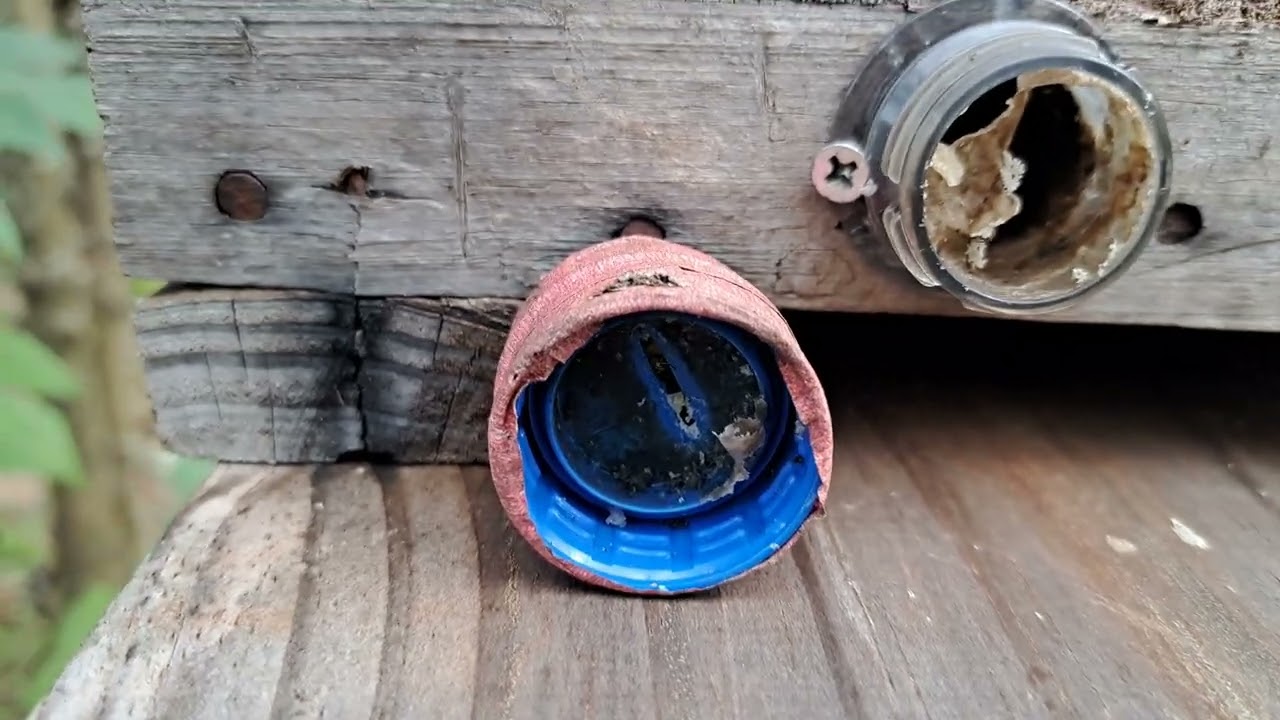 Proteção contra ataques de Abelha limão sendo retirada nas colmeias de Abelha Nativa Játai.