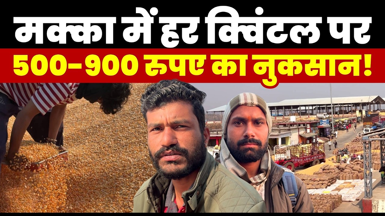 Maize Prices Crash Despite MSP, Is India’s Ethanol Push Behind Farmer's  Losses?