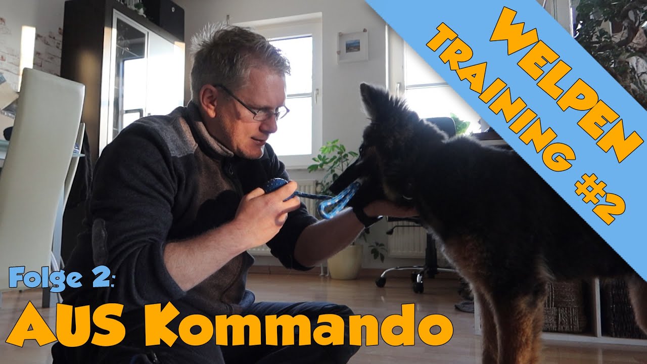 Kommando AUS  und Spielen lernen für Welpen - Zerrspiele sind okay ! Welpentrainingsplan #2
