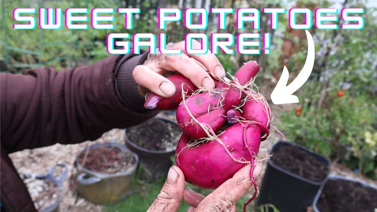 Amazing Sweet Potato Harvest! | Gardening with Caitlin
