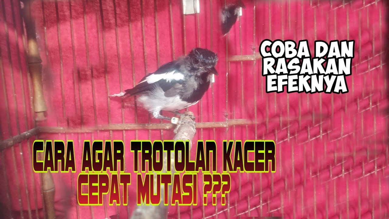 PERAWATAN KACER TEROTOL AGAR CEPAT MUTASI KE DEWASA