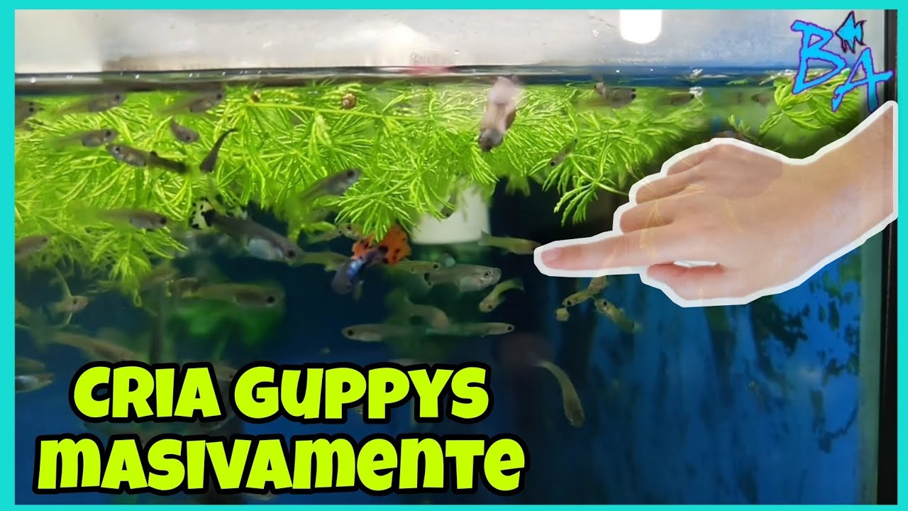 Tips de cría y cuidados del pez guppy acuario Bioacuatixz