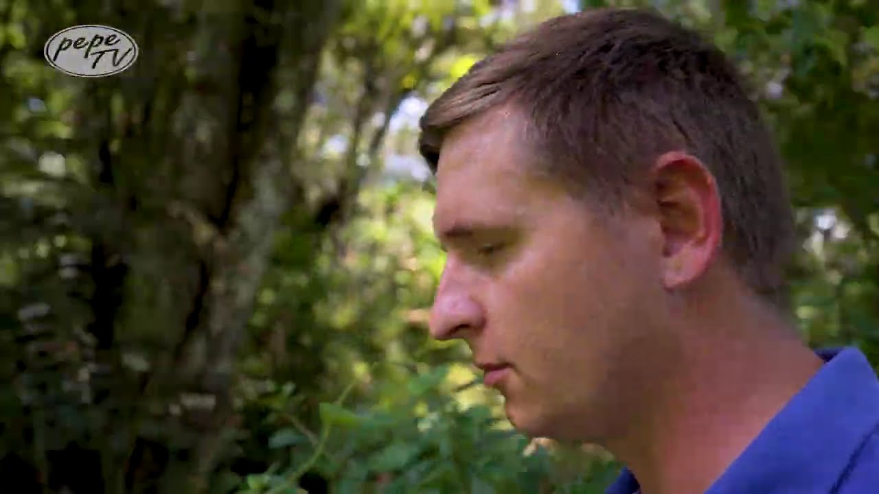 🇧🇷 Araukaria i polskie dziedzictwo – niezwykłe drzewo na ziemi rodziny Panek w Brazylii