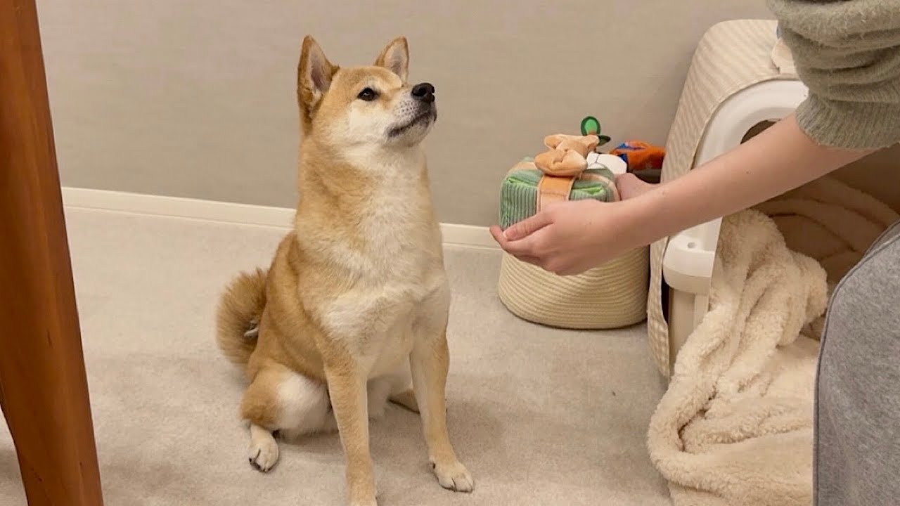 愛犬とふたり暮らし｜バレンタインの本命、富くんへ