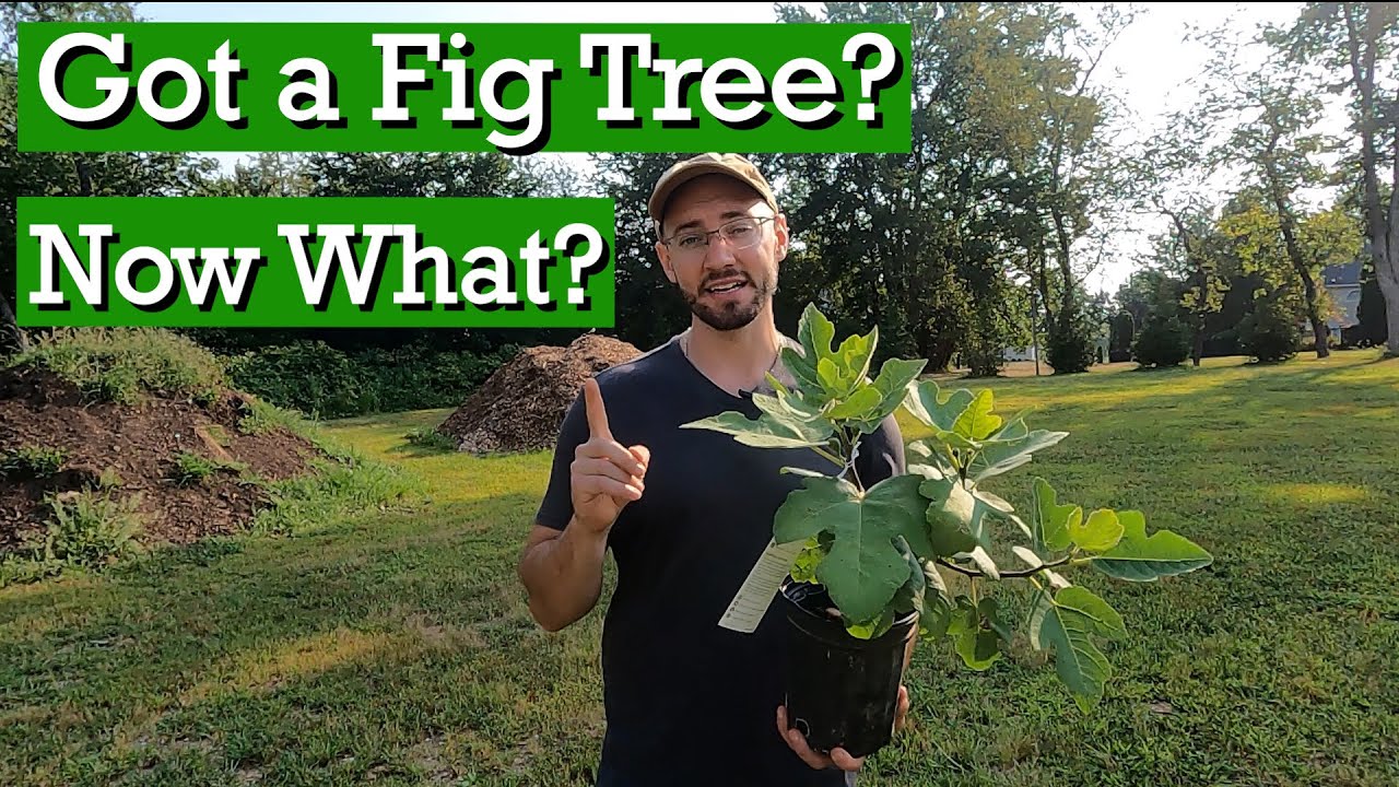 Planting Your Fig Tree in Ground or in Pot? Determining Which is Best for YOU